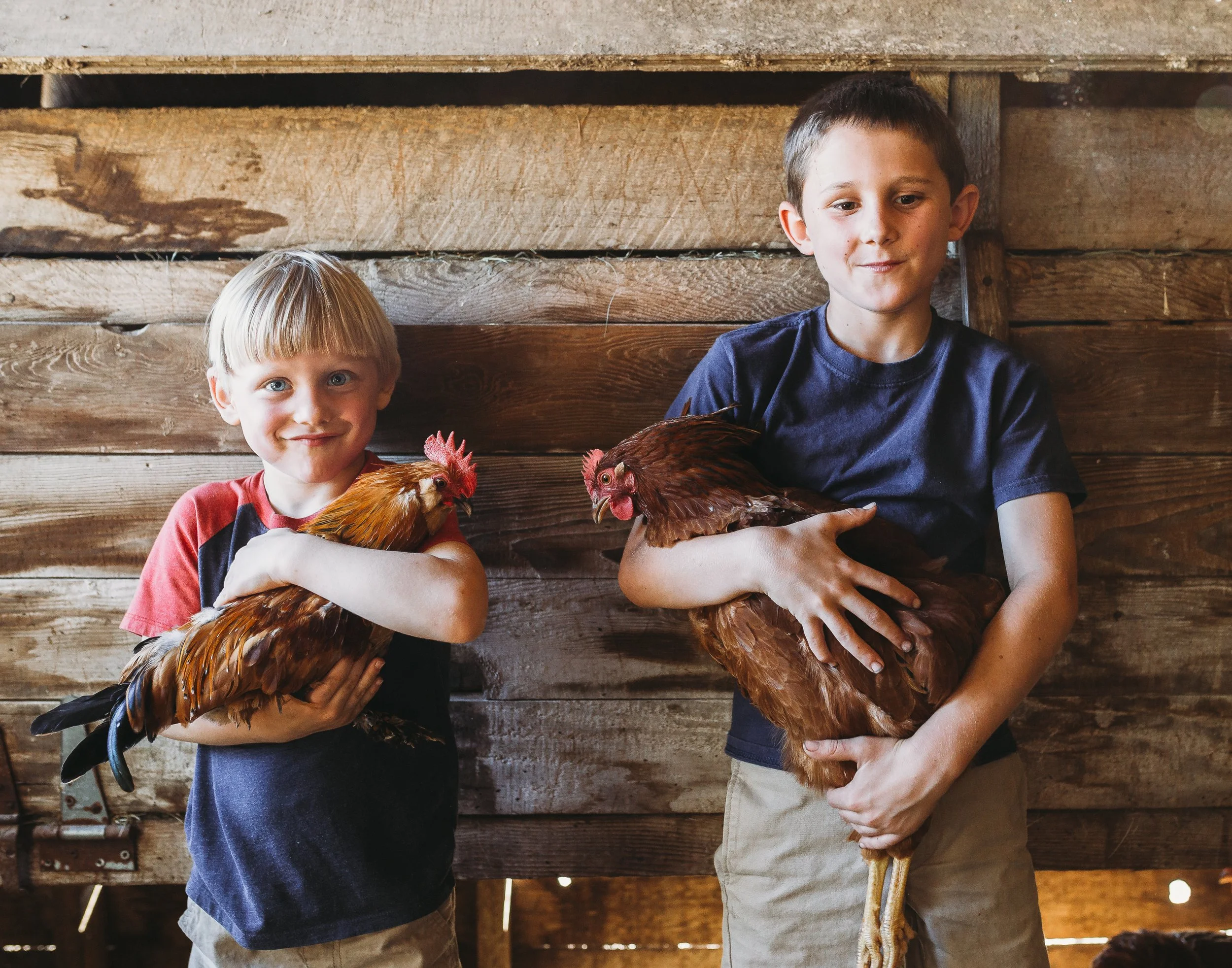Two boys holding chickens in a wooden barn.