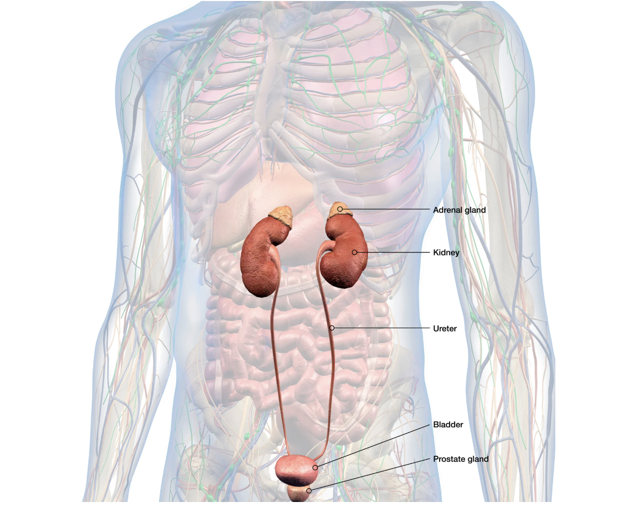 All About Kidney Health