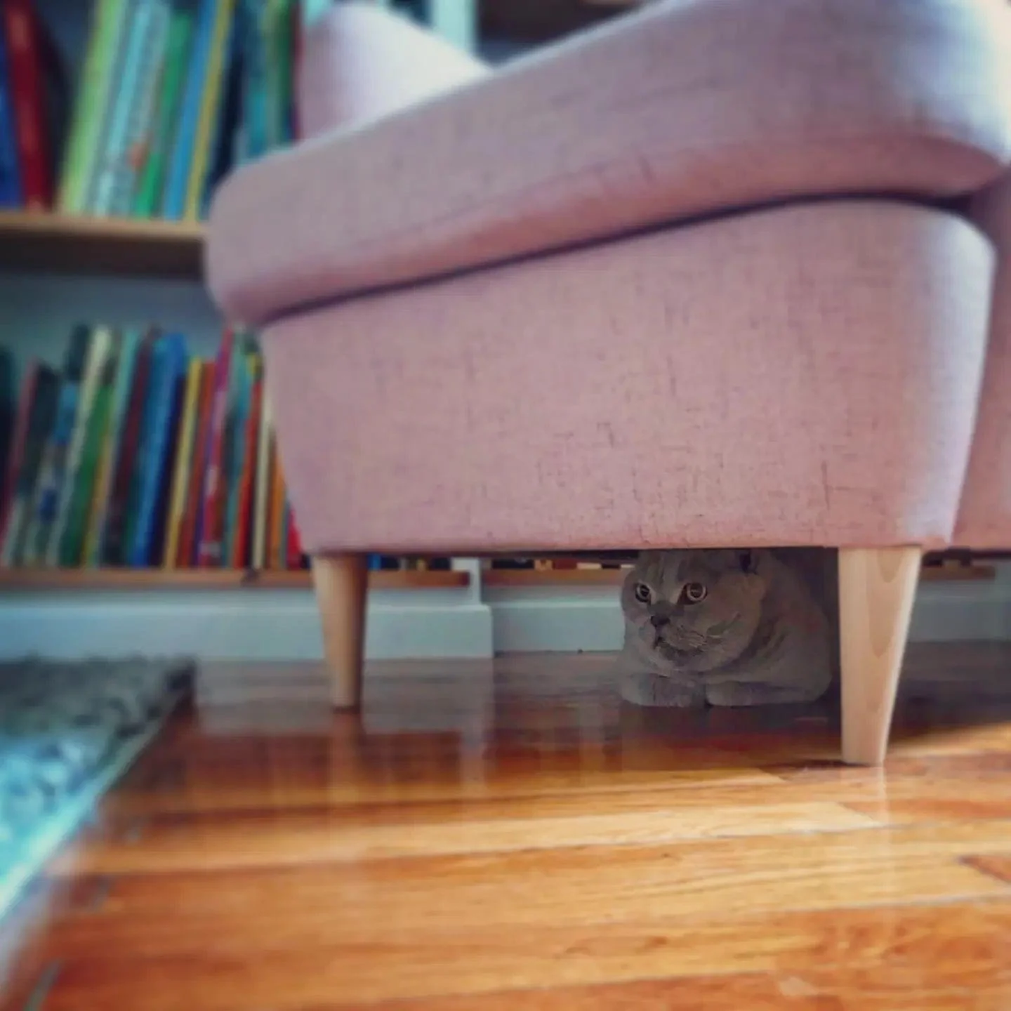 Britishshorthair_cat_hidding.JPG