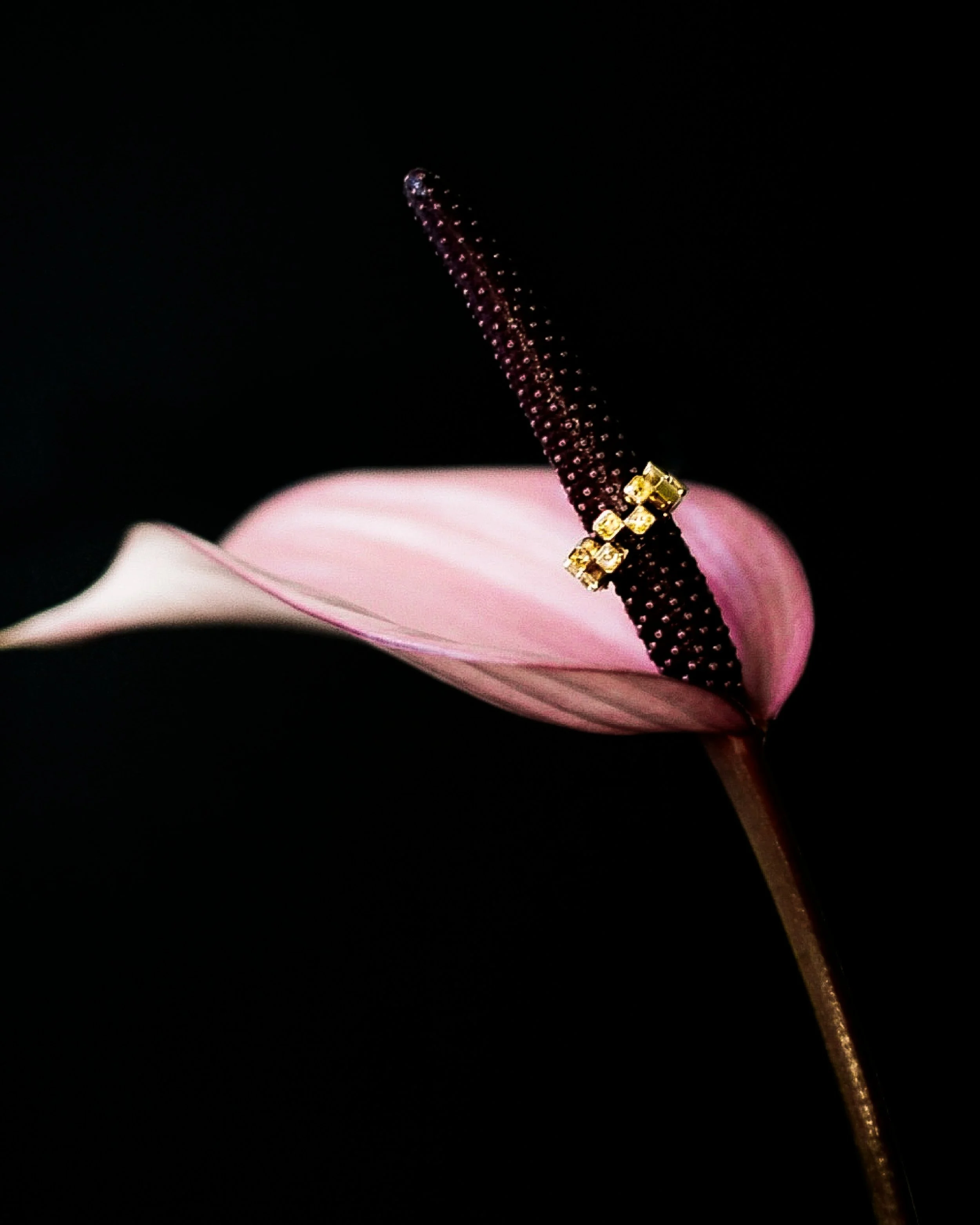 Lera Assets Clean 4x52.jpg