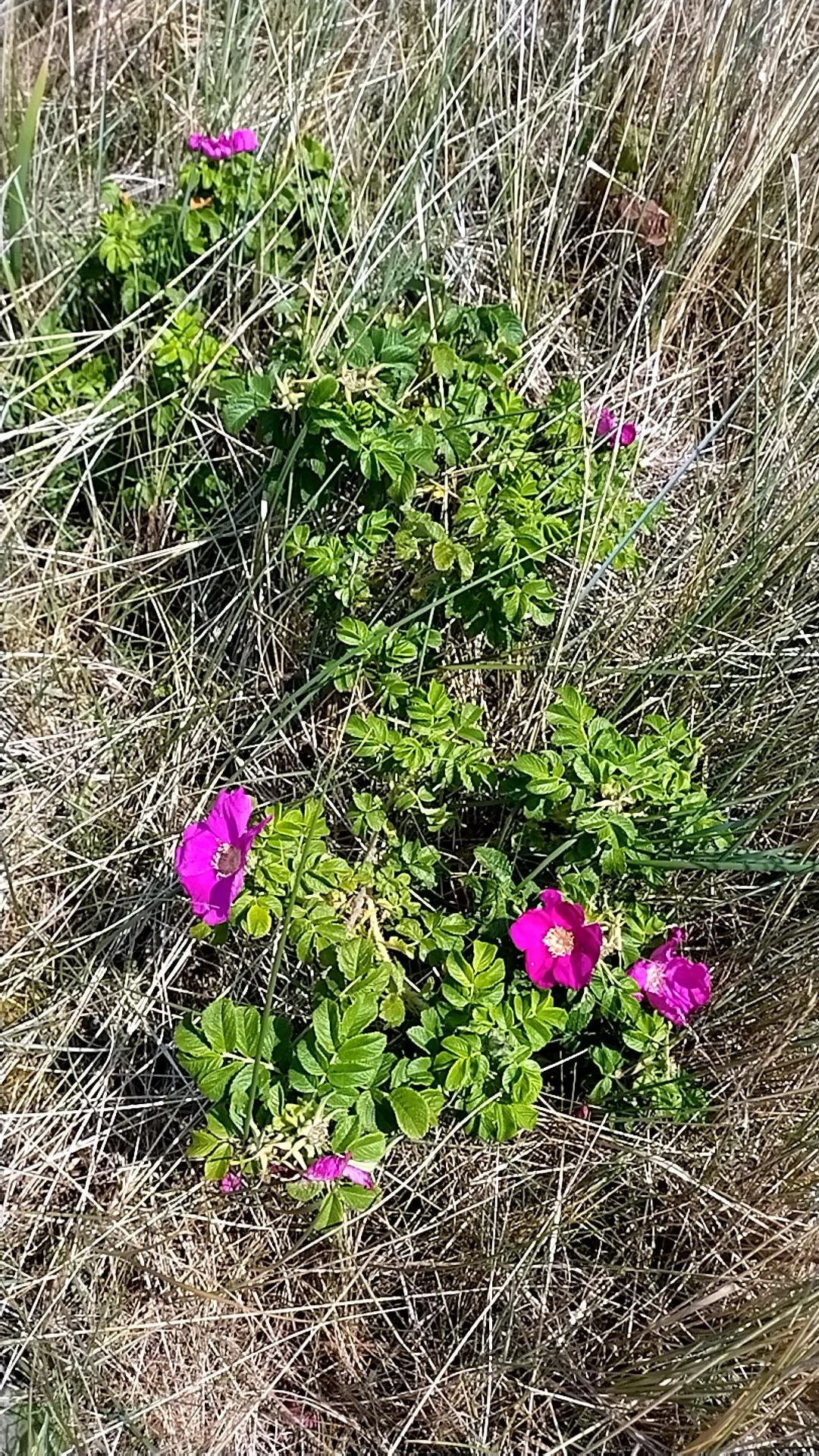 The non-native plant Japanese Rose  Rosa rugosa .