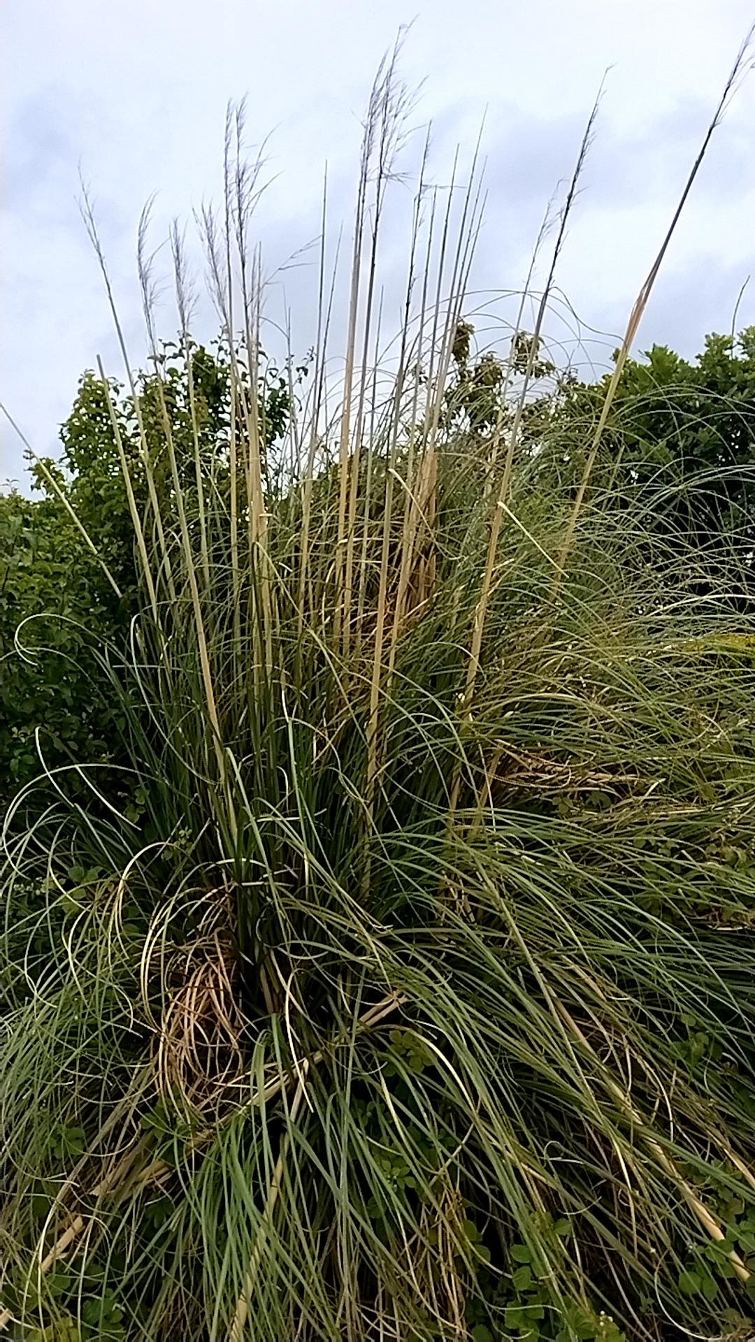 The non-native plant Pampas-grass  Cortaderia selloana .