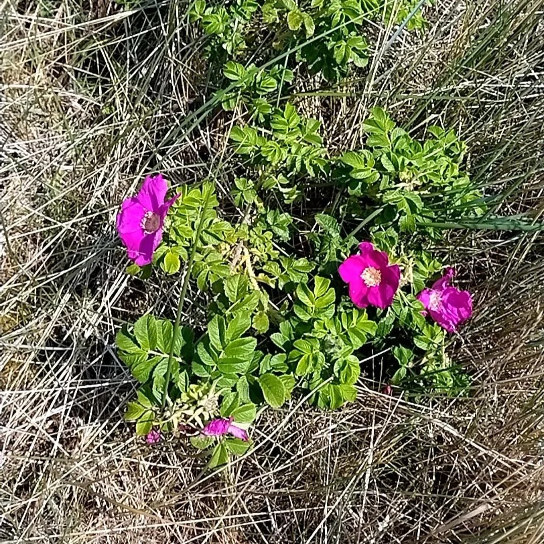 Assessing the potential future invasive non-native species in northwest Wales