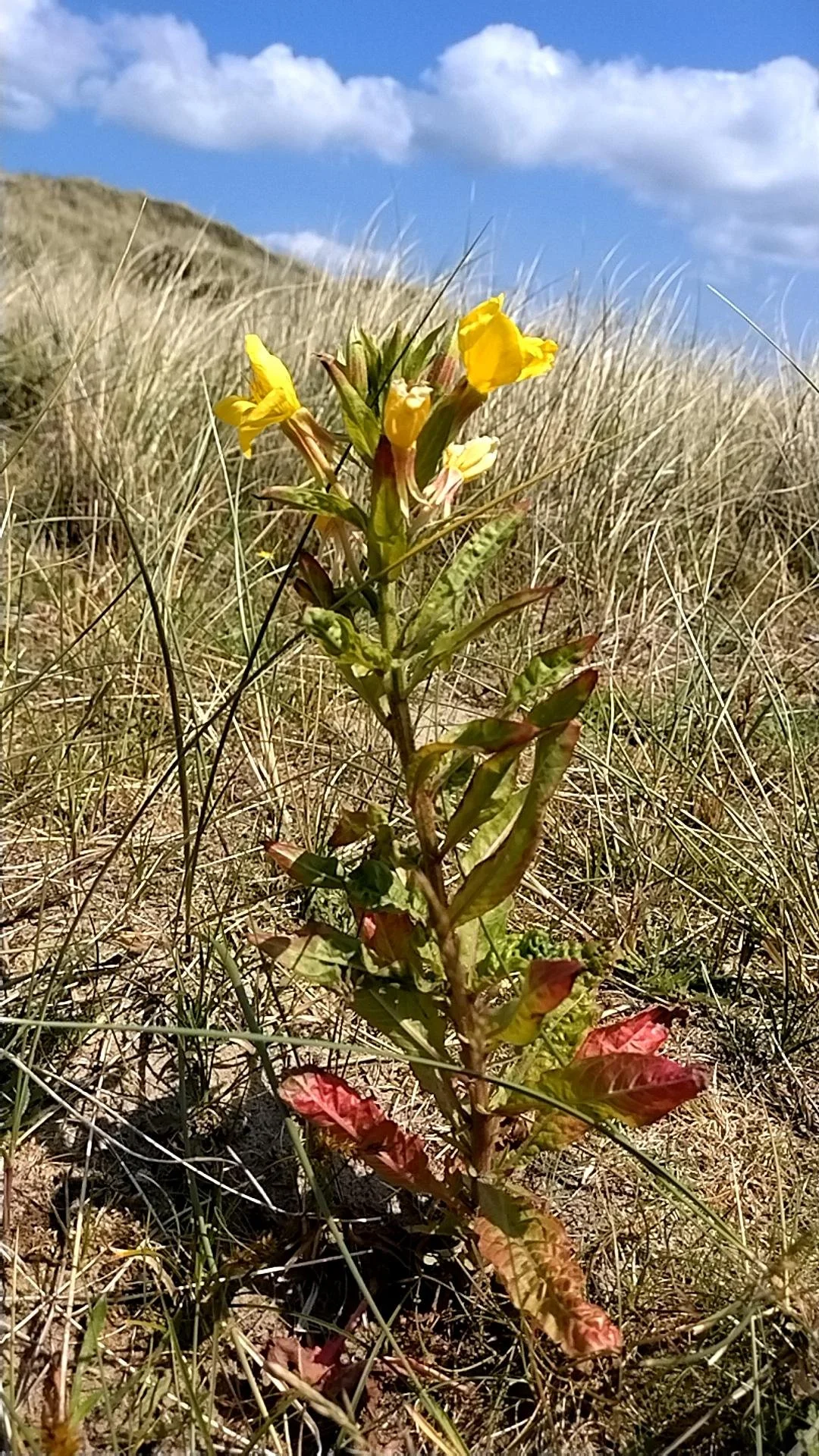 The non-native hybrid plant Intermediate Evening-primrose  Oenothera × fallax .