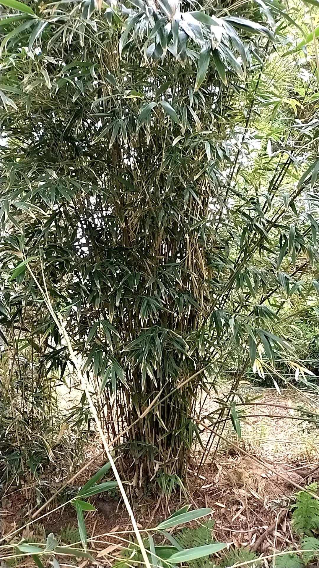 The non-native plant Broad-leaved Bamboo  Sasa palmata .