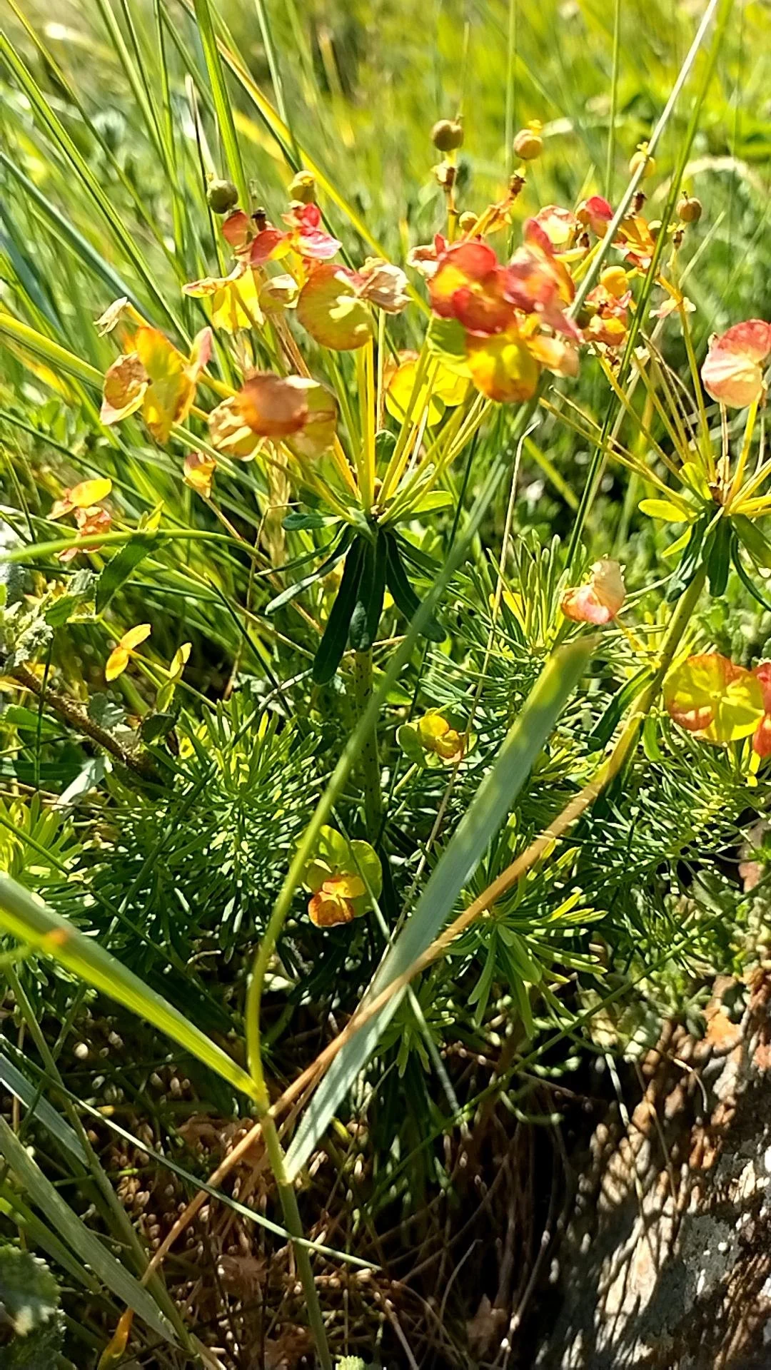 The non-native species Cyprus Spurge  Euphorbia cyparissias .