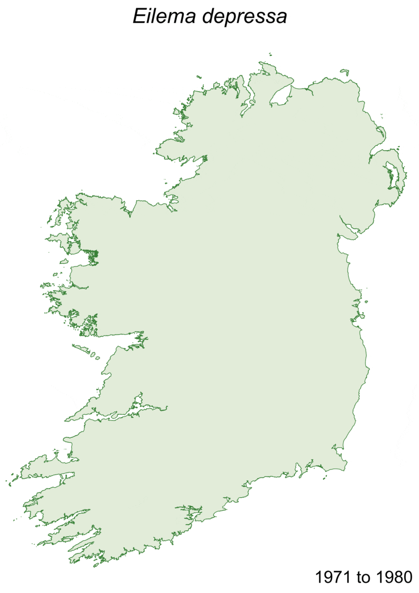 Animated distribution map of Eilema depressa showing how its distribution has changed over time