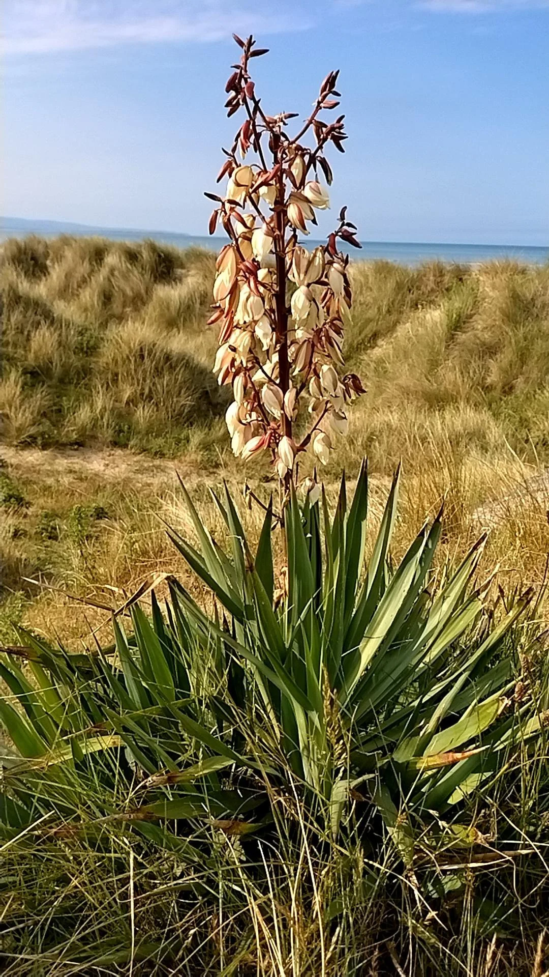 The non-native plant Spanish-dagger  Yucca gloriosa .