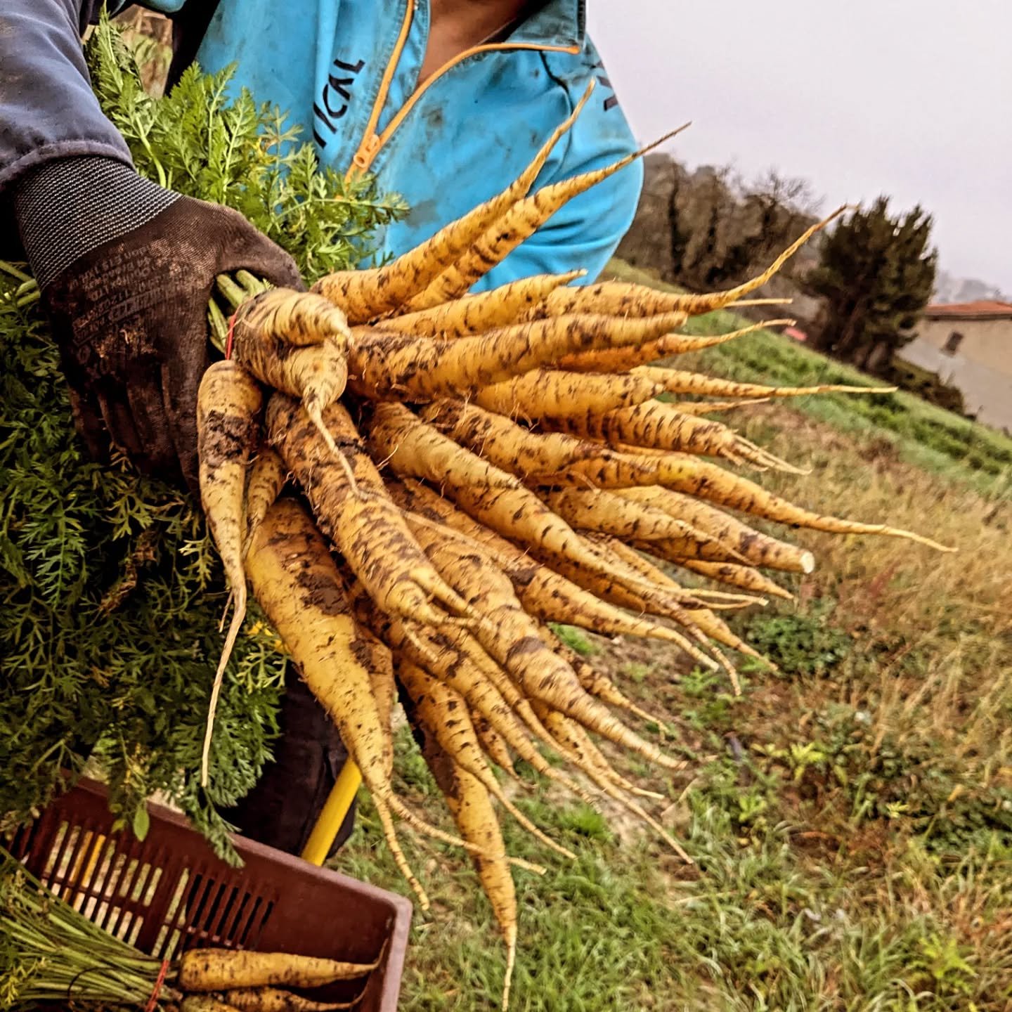 Des carottes disponibles tout l'hiver ! Oranges violettes et jaunes, cultiv&eacute;es sur du bon compost de la ville, toutes pr&ecirc;tes &agrave; &eacute;gayer vos assiettes tout au long de la saison froide.

#lyon #produitsdesaison #agricultureloca