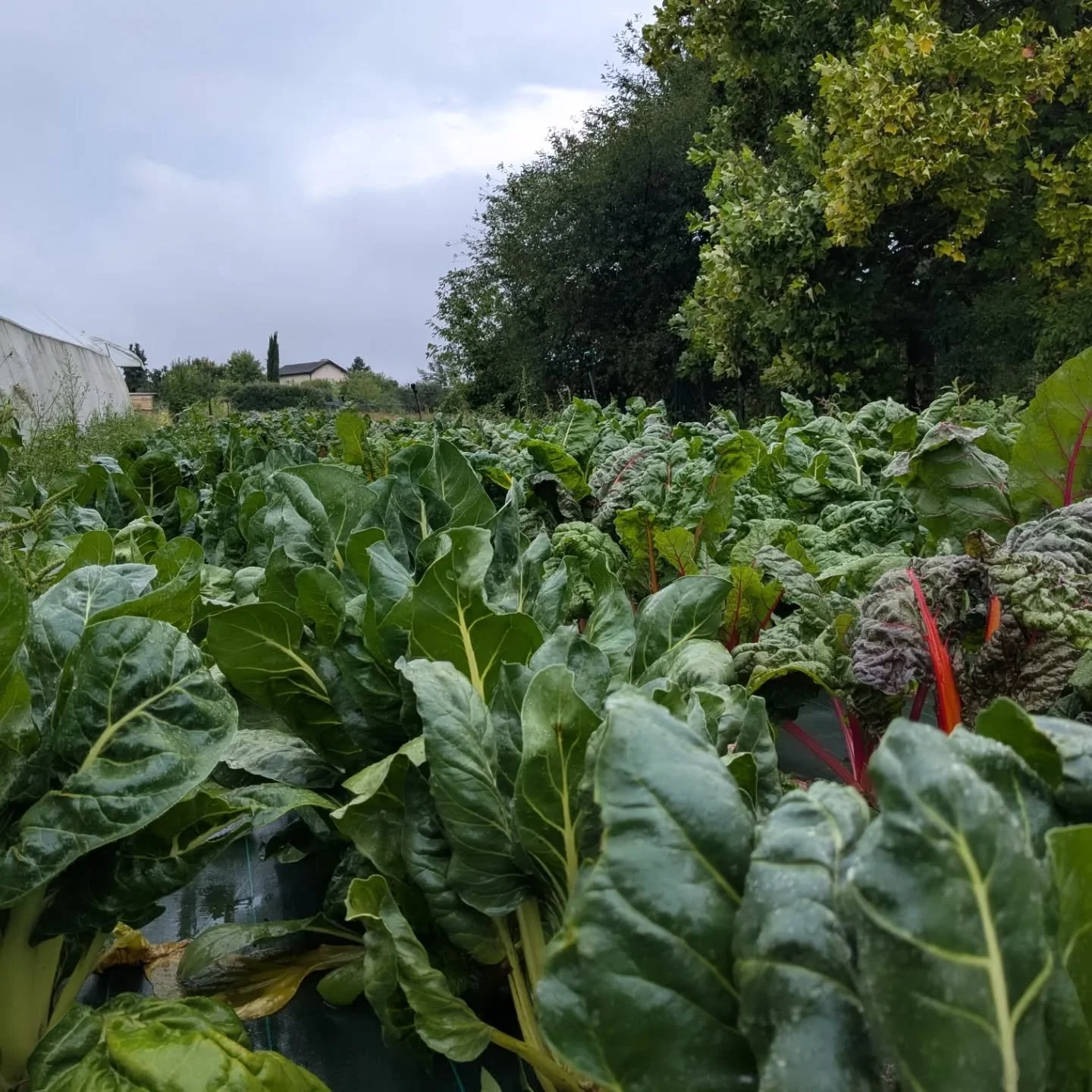Nous sommes fiers de nos blettes cette ann&eacute;e, blanches et en arc-en-ciel, localement cultiv&eacute;es, disponibles ce weekend et tout les weekends d'automne aux march&eacute;s de St Rambert et de St Cyr.
