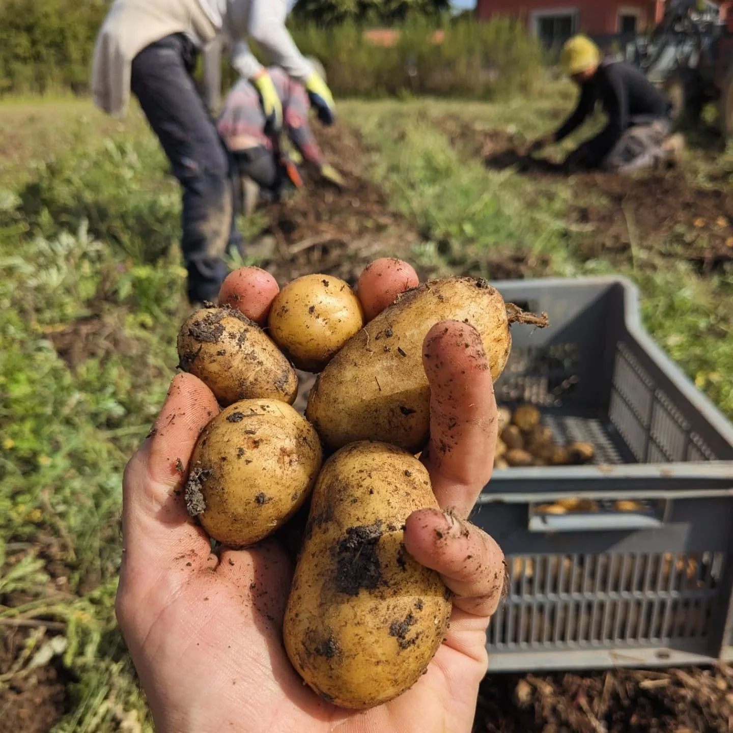 La r&eacute;colte de la semaine derni&egrave;re : Notre parcelle de pomme de terre Charlotte et Ma&iuml;wenn, fermes et polyvalentes en cuisine !