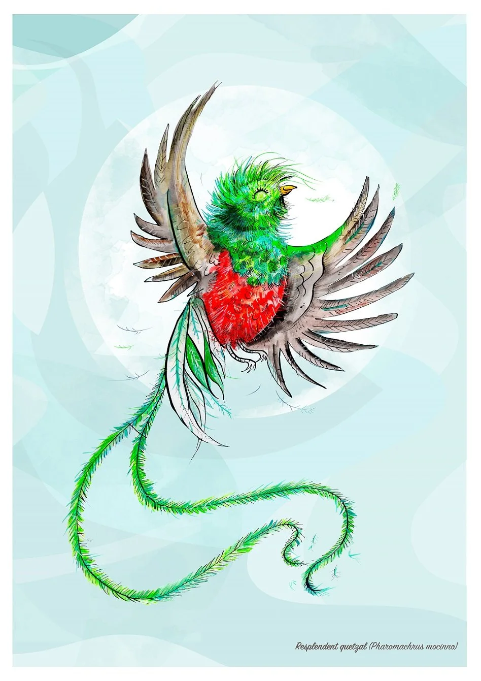 Quetzal bird