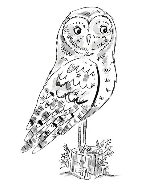 Tawny_Owl.jpg