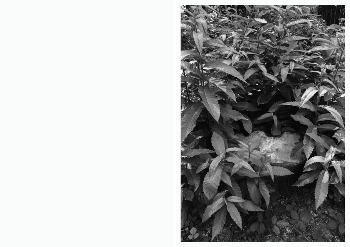 WOODWALK PHOTOBOOK_©MicaelLope-6.png
