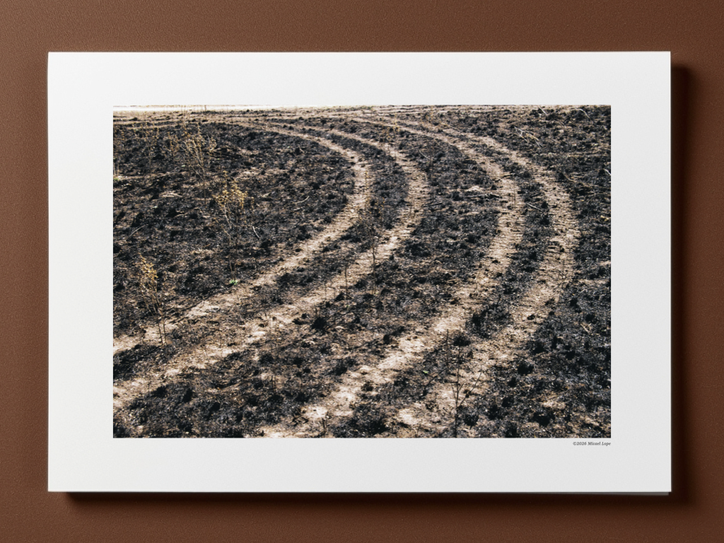 Camino agrícola en tierra quemada con pequeñas plantas jóvenes.