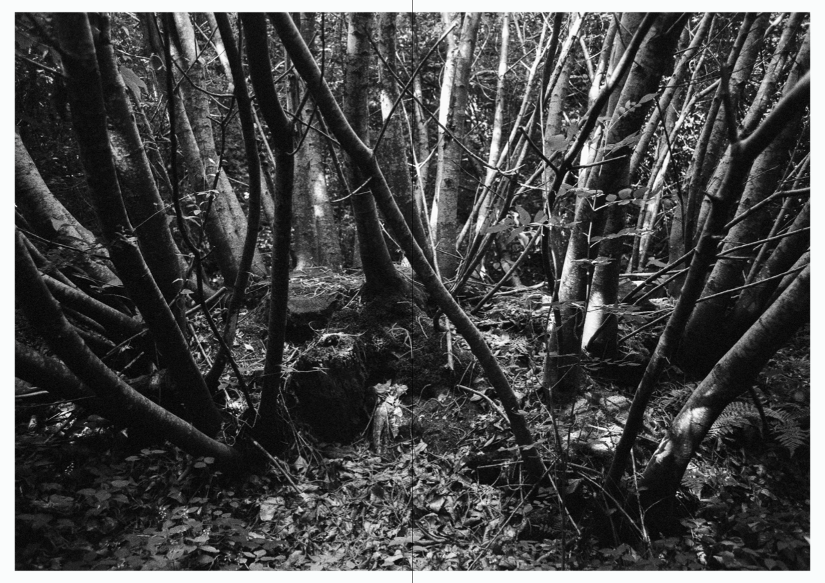WOODWALK PHOTOBOOK_©MicaelLope-12.png