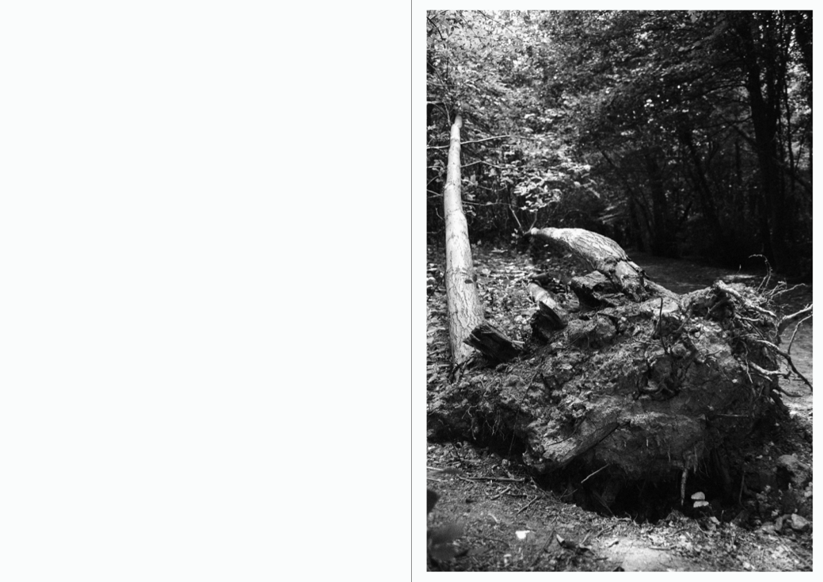 WOODWALK PHOTOBOOK_©MicaelLope-22.png