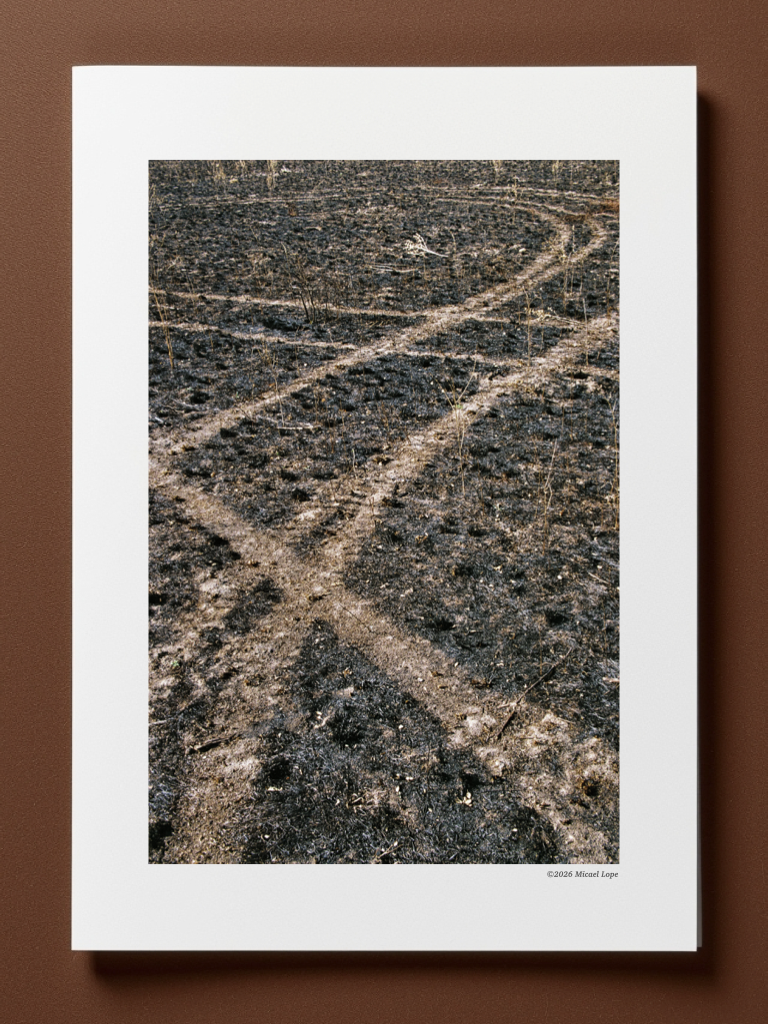'Camino de tierra quemada en un campo apagado, con marcas de pisadas y semillas dispersas, sin vegetación visible.'