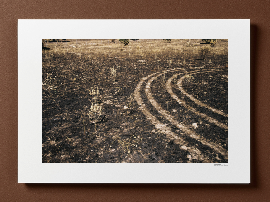 Campo quemado con huellas de maquinaria y algunas plantas secas.