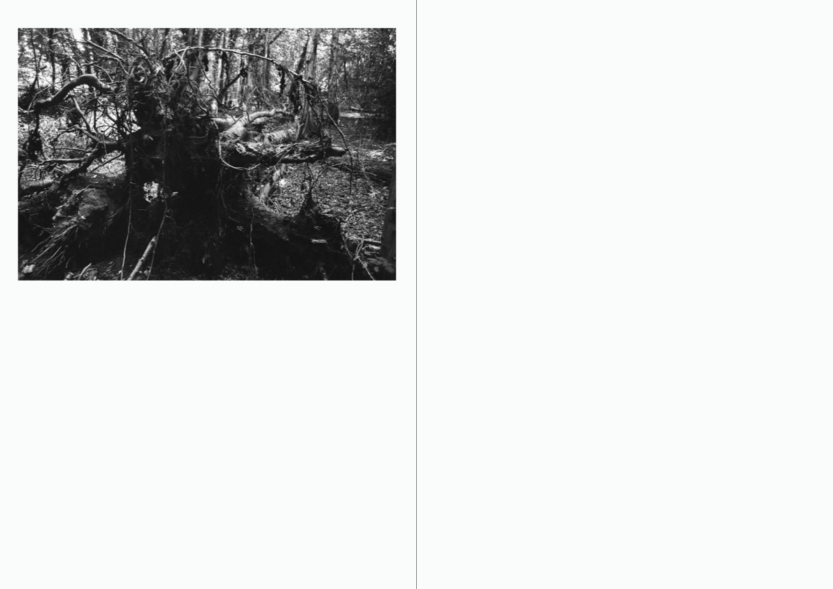 WOODWALK PHOTOBOOK_©MicaelLope-18.png