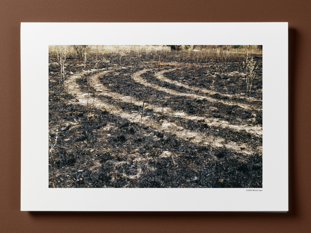 Camino de tierra en un campo quemado con pequeños arbustos, en un escenario postincendio