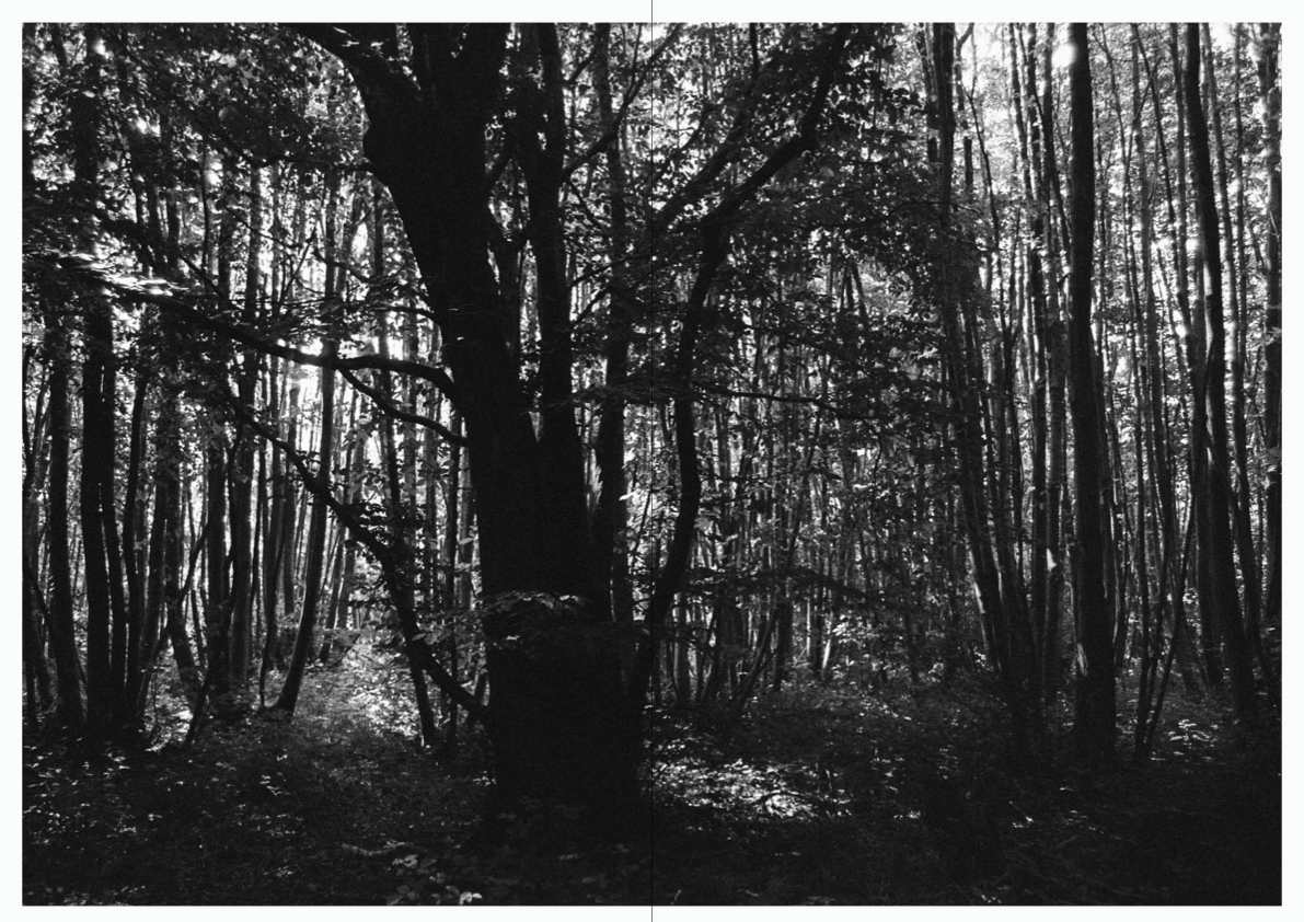 WOODWALK PHOTOBOOK_©MicaelLope-13.png