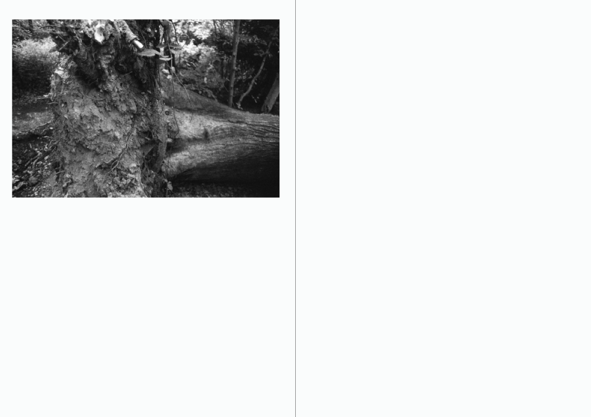 WOODWALK PHOTOBOOK_©MicaelLope-27.png