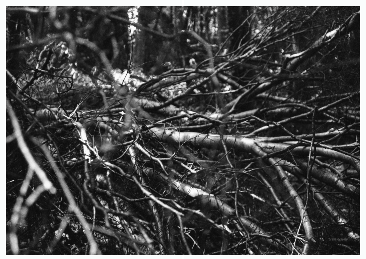 WOODWALK PHOTOBOOK_©MicaelLope-19.png