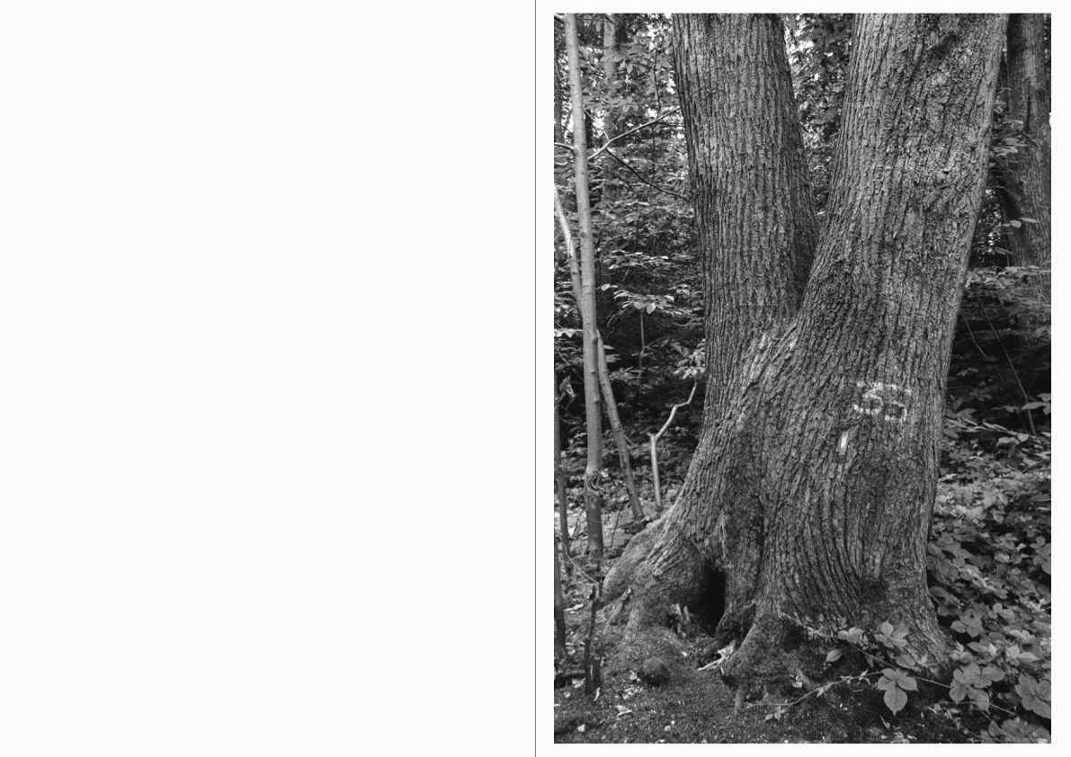 WOODWALK PHOTOBOOK_©MicaelLope-24.png