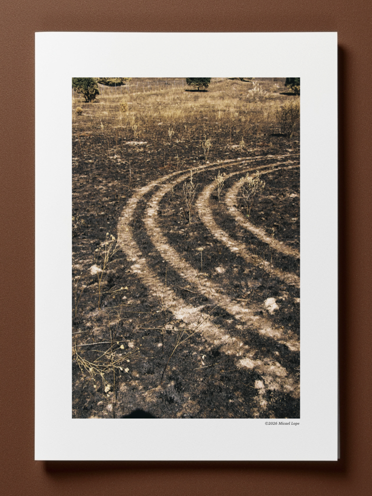 Camino de tierra en un campo árido con pequeños arbustos y árboles en el horizonte.