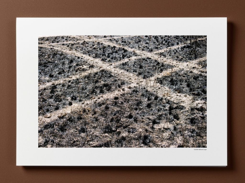Paisaje desértico con tierra reseca y pequeñas plantas dispersas.