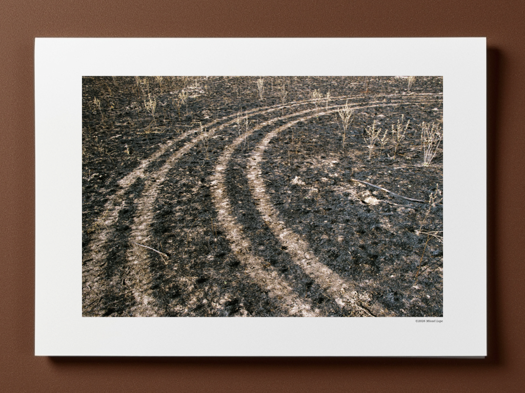 Camino de tierra quemada con marcas de quemaduras y algunos arbustos secos en un campo quemado.