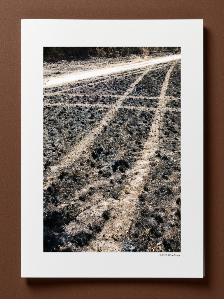 Camino de tierra en un campo seco con pequeñas plantas y arbustos, rodeado de vegetación al fondo.