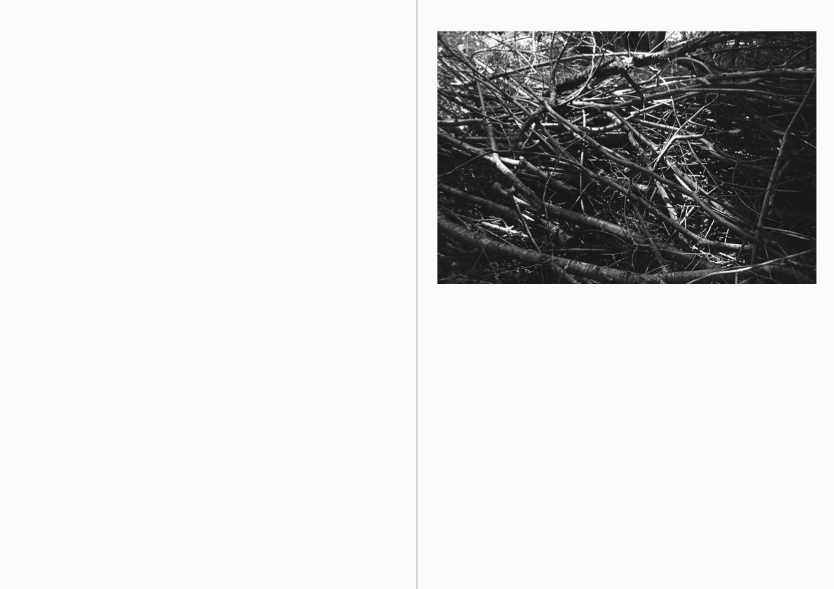 WOODWALK PHOTOBOOK_©MicaelLope-17.png