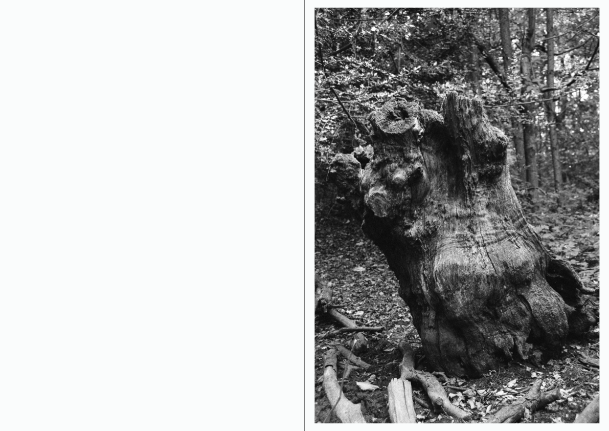 WOODWALK PHOTOBOOK_©MicaelLope-29.png