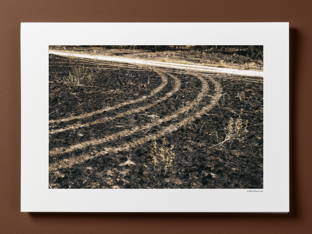 Camino en un campo quemado con marcas de maquinaria agrícola.