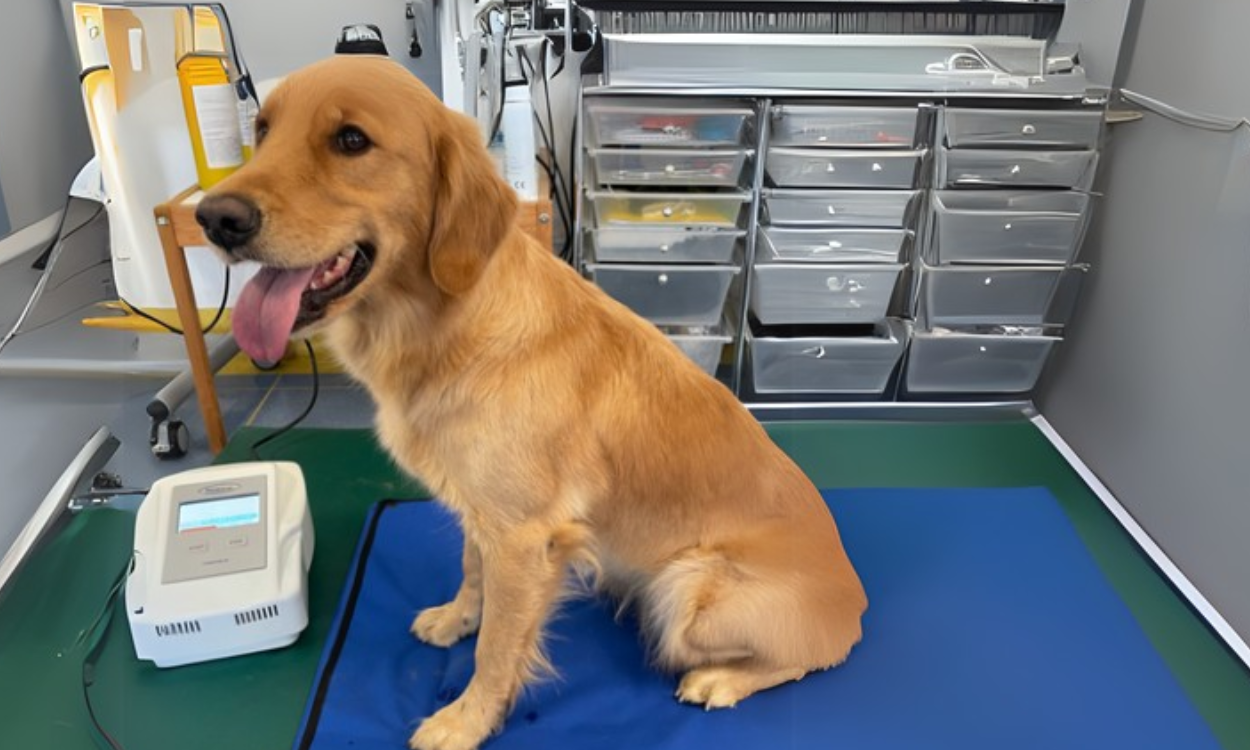 Behandling af hund med magnetterapi
