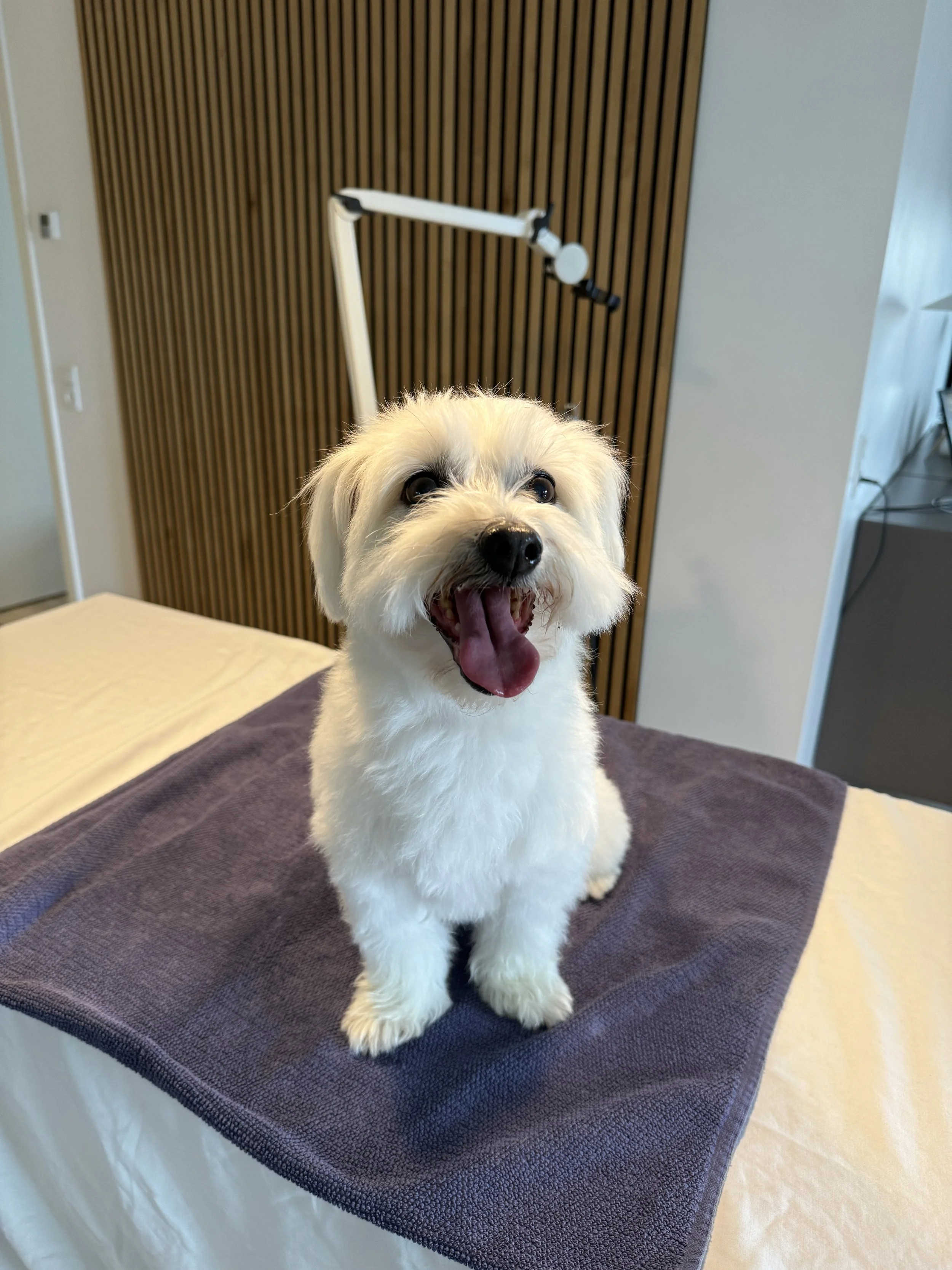 Behandling af hund med laser fra Fisioline®
