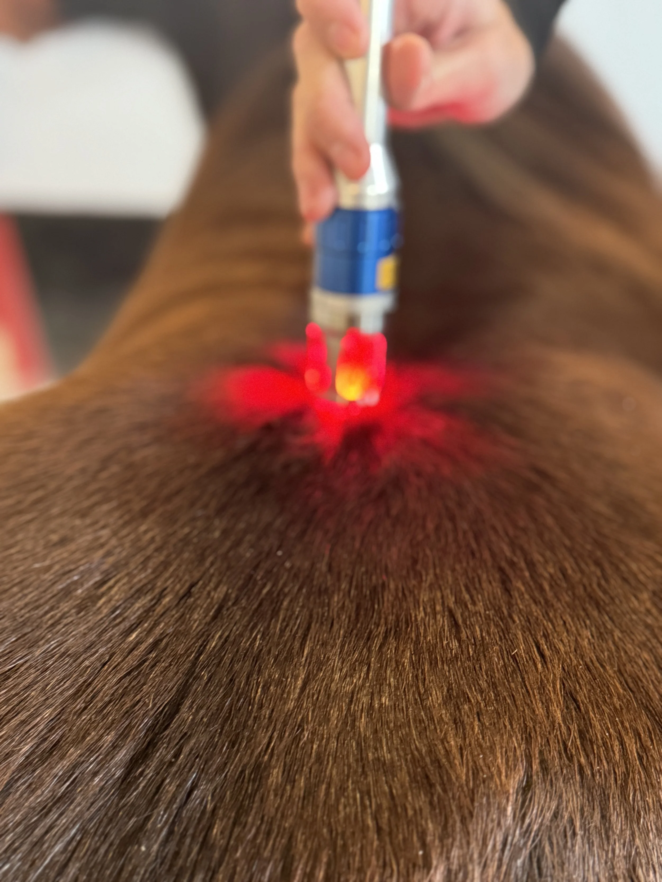 Behandling med laserterapi på hest fra Fisioline®