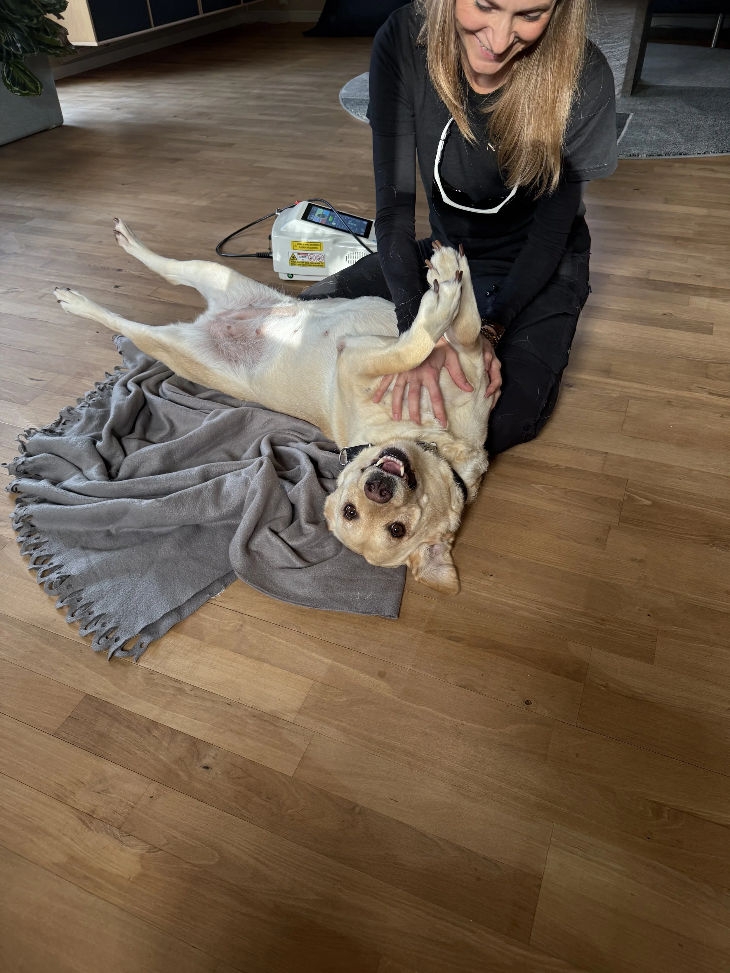 Laserbehandling af ældre hund med laserterapi fra Fisioline®