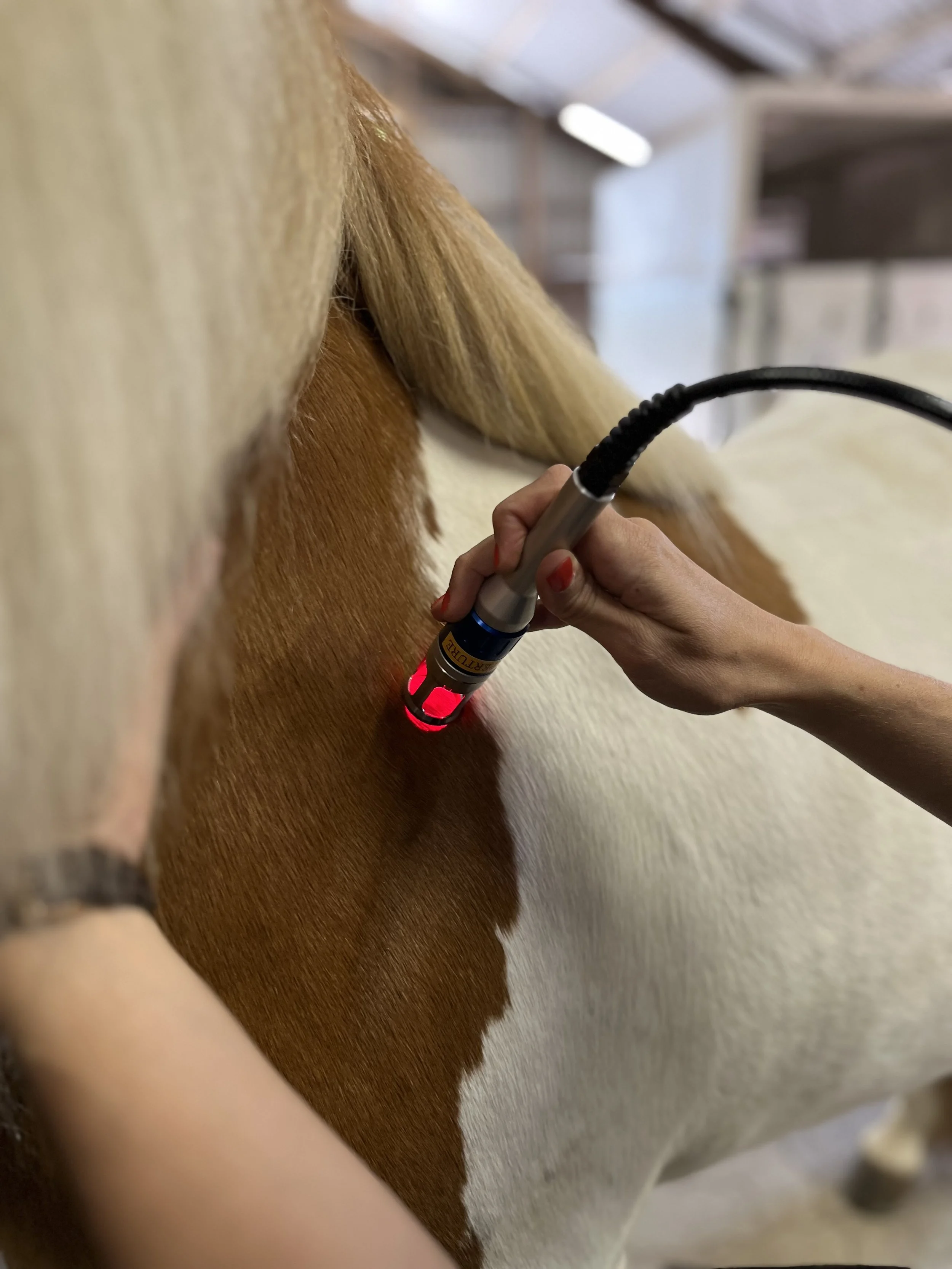 Behandling af  skulderproblematik hos hest
