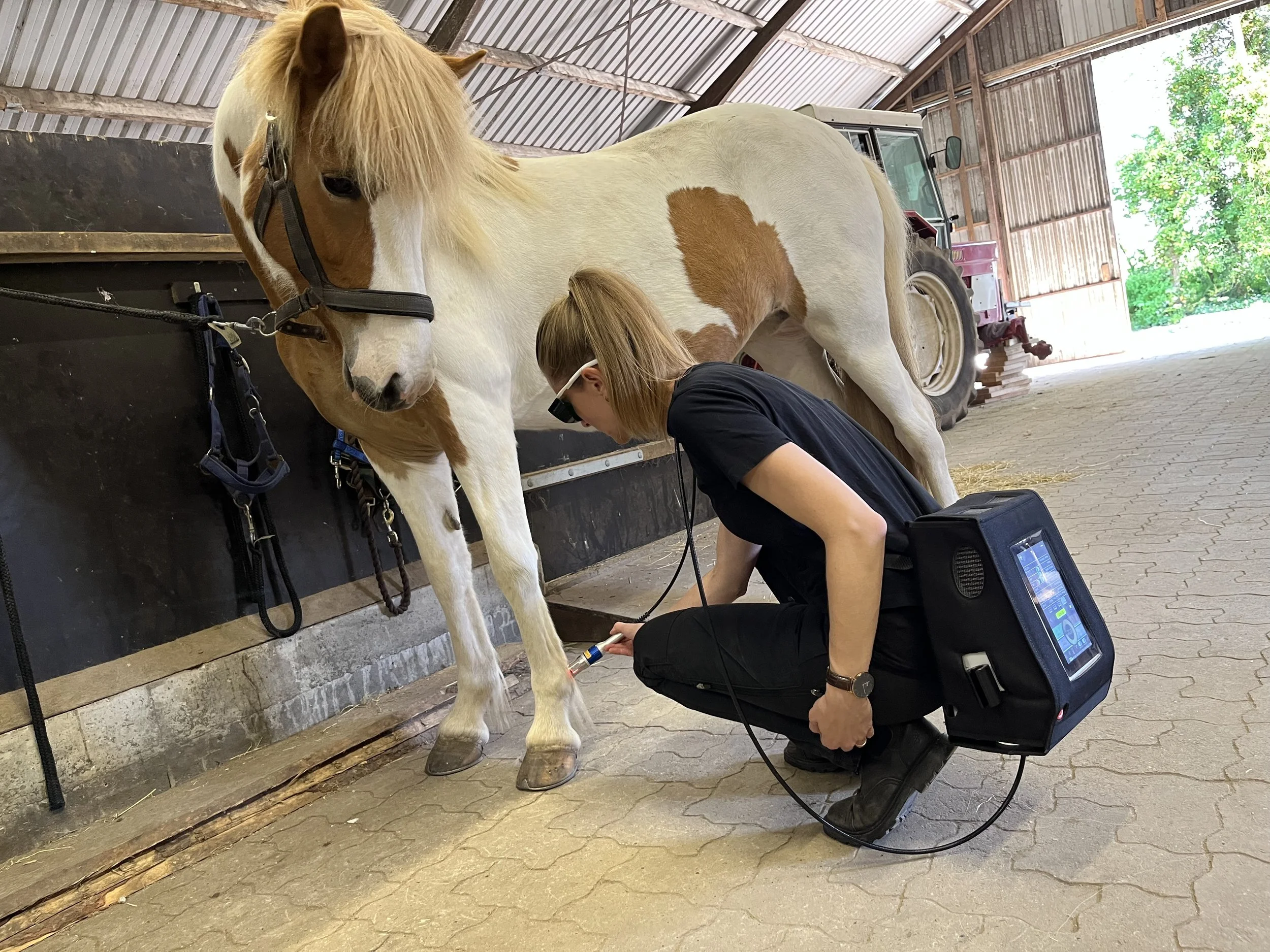 Behandling af hest med laser