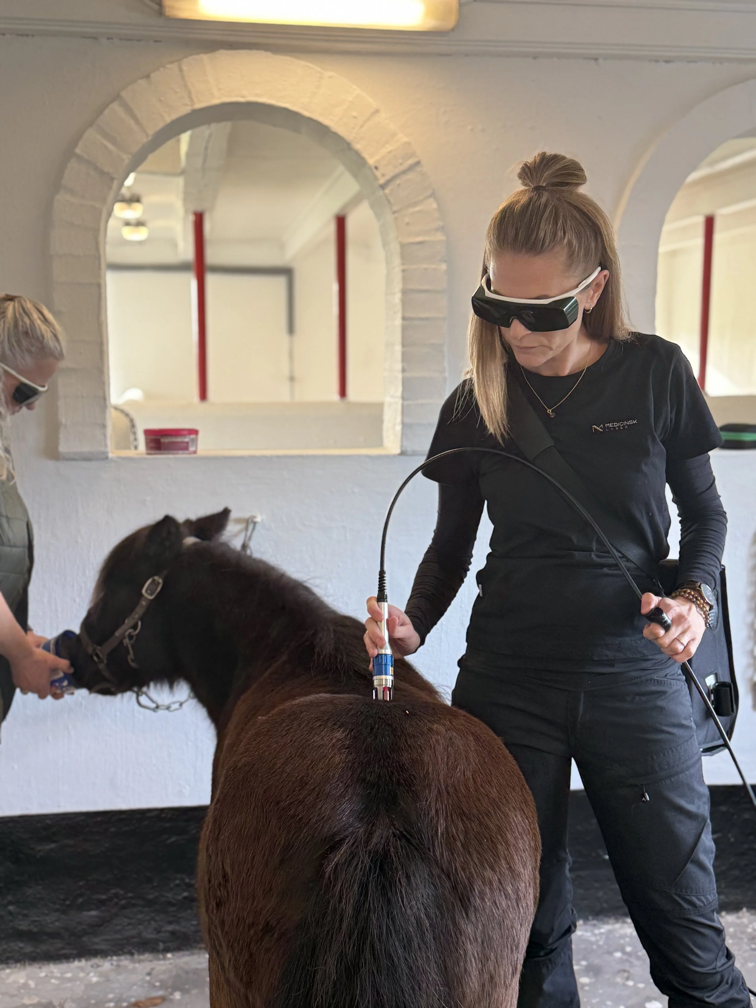 Behandling af hest med laser fra Fisioline®