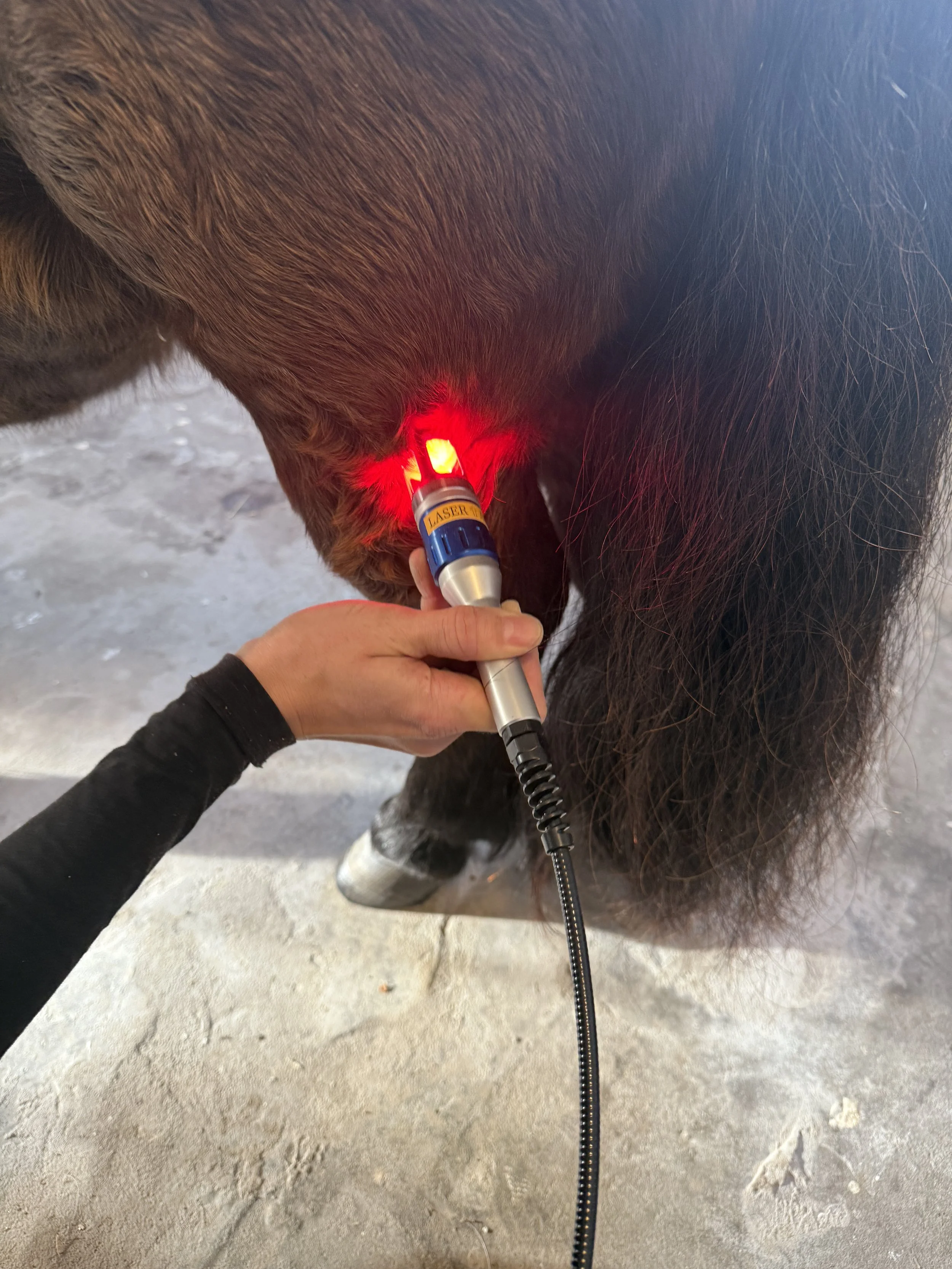 Laserbehandling af ældre hest med laserterapi fra Fisioline®