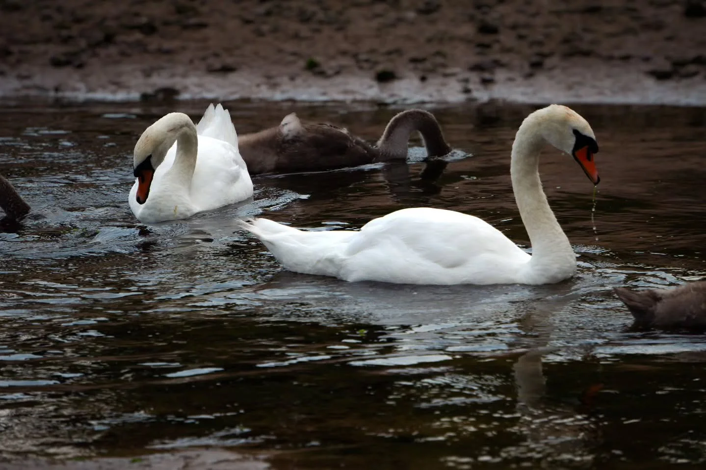 A little troupe of swans and cygnets out on the water.

www.jdwphotography.net

#scottishphotographer #scotland #animal #animalphotography #bird #birdphotography #sony #sonyalpha #photography