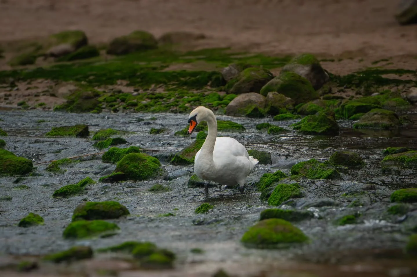 Really giving off that drunken wander home having no clue how they wound up there vibe.

www.jdwphotography.net

#sonyalpha #animalphotography #birdphotography #landscapes #scotland #swan #photography