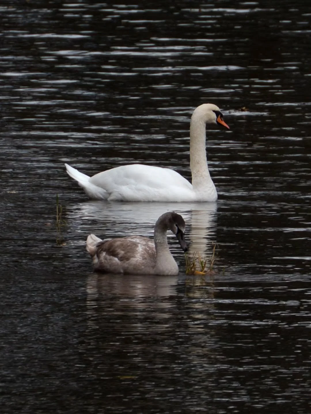 Swan and cygnet on the River Tay.

www.jdwphotography.net

#bird #birdphotography #sonyalpha #photography #swan