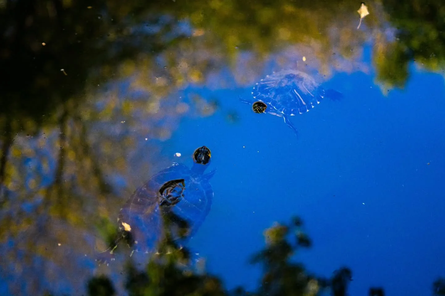 Just a bit of fun

www.jdwphotography.net

#animals #nature #greece #athens #sonyalpha #photography #scottishphotographer