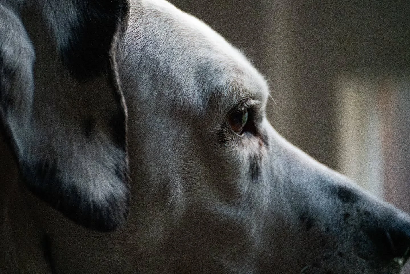 A brief moment of something completely different...

www.jdwphotography.net

#photography #sonyalpha #animal #animalphotography #dog