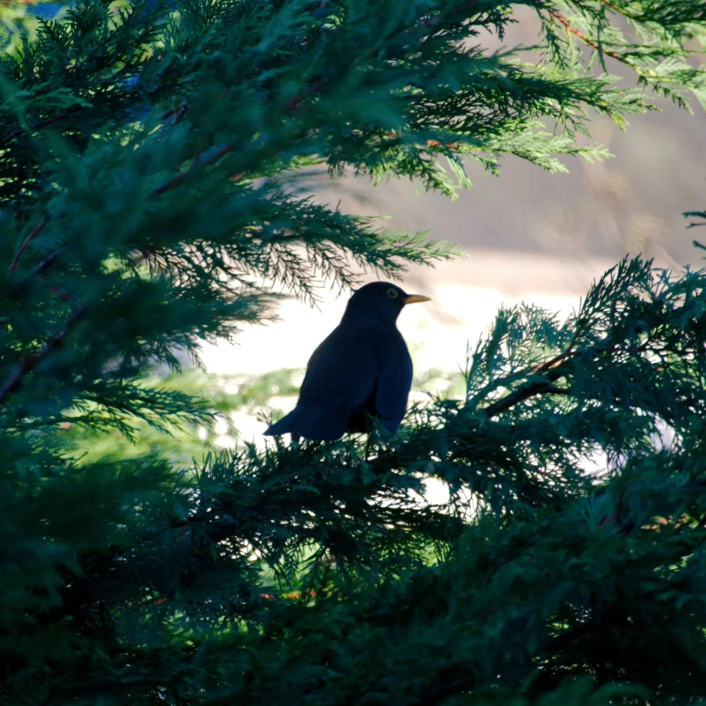 Just a couple of visitors to the garden.

www.jdwphotography.net

#photography #sonyalpha #bird #birdphotography